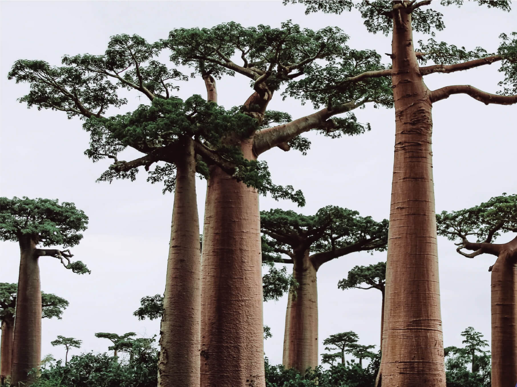 SAMBIRANO VALLEY, MADAGASCAR