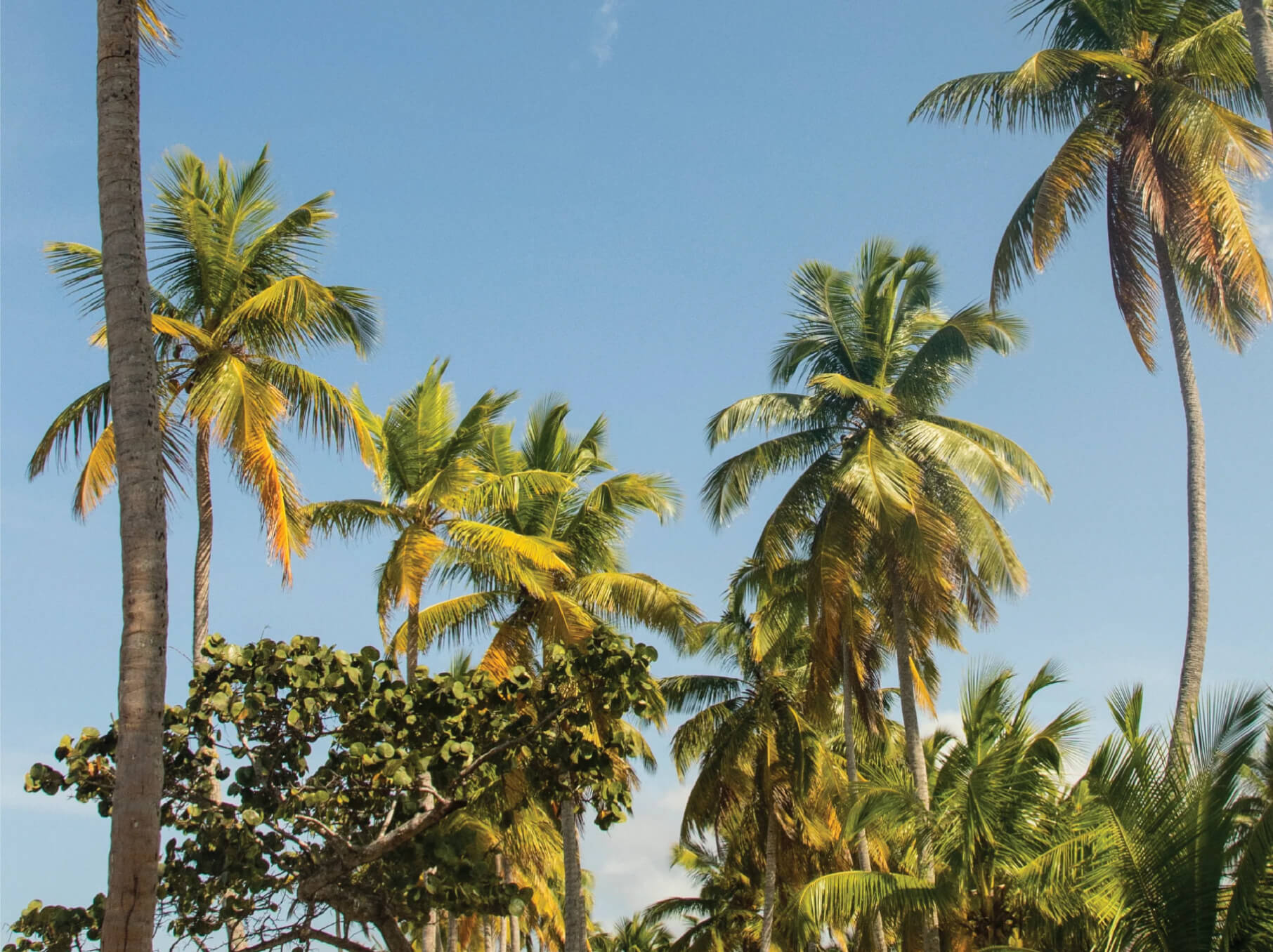 OKO CARIBE, DOMINICAN REPUBLIC